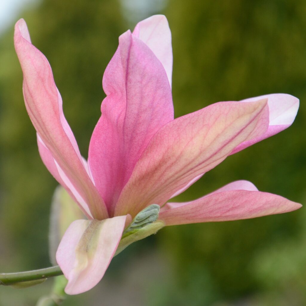 Magnolia ‘Daybreak’ Magnolia Tree 5038838069499 2